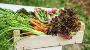 Agricultura ecológica