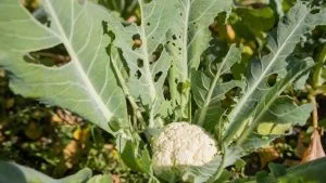 Defensa contra plagas y enfermedades en agricultura ecológica